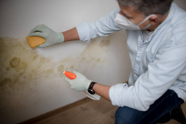 Best Residential Mold Remediation in White Island Shores, MA